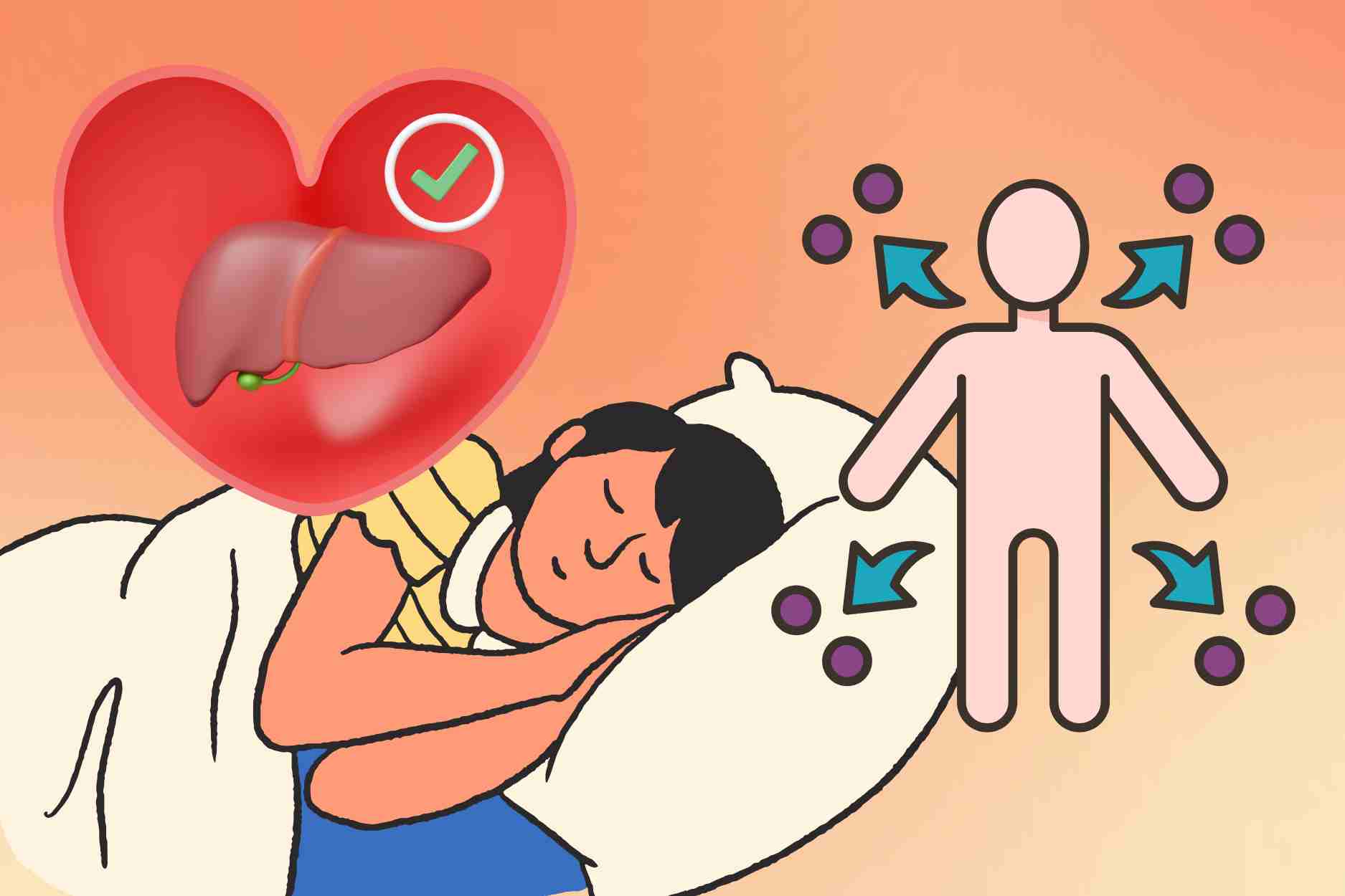 The golden time to go to bed helps the liver stay healthy, supporting effective detoxification