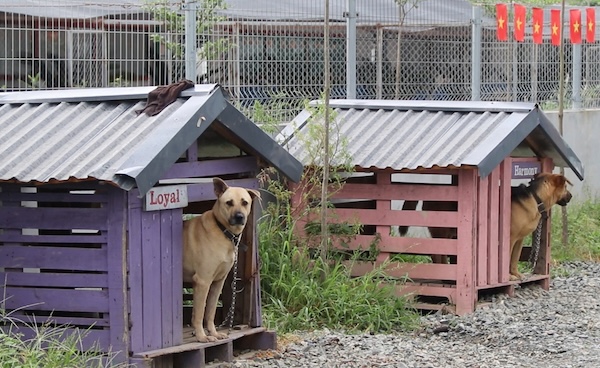 ハノイ郊外で捨てられた1 200匹以上の犬猫が飼育されています。写真:My Linh