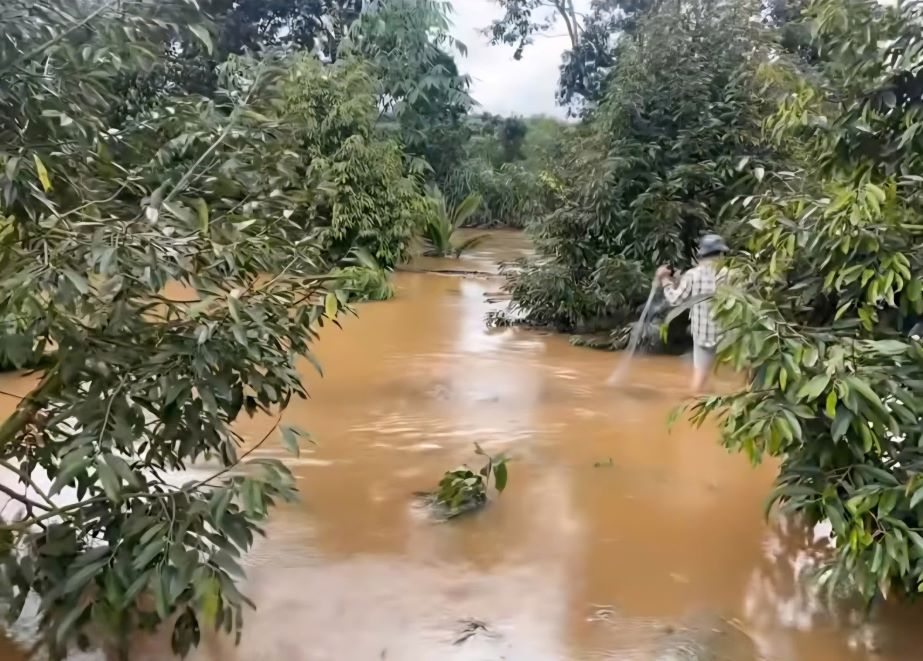 自然災害の影響を受けた作物。写真:Minh Anh