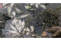 Dead fish floating white in Red Dam Lake, people live in a polluted area.