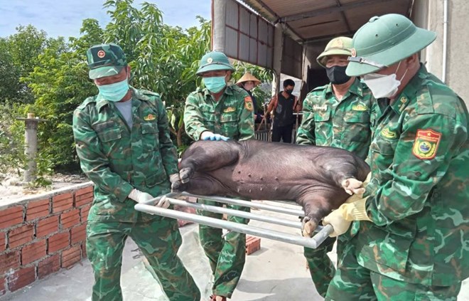 Hai An Border Guard Station supports households in destroying pigs affected by African swine fever. Photo: Han Nguyen