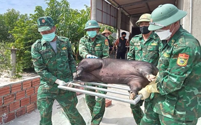 Hai An Border Guard Station supports households in destroying pigs affected by African swine fever. Photo: Han Nguyen