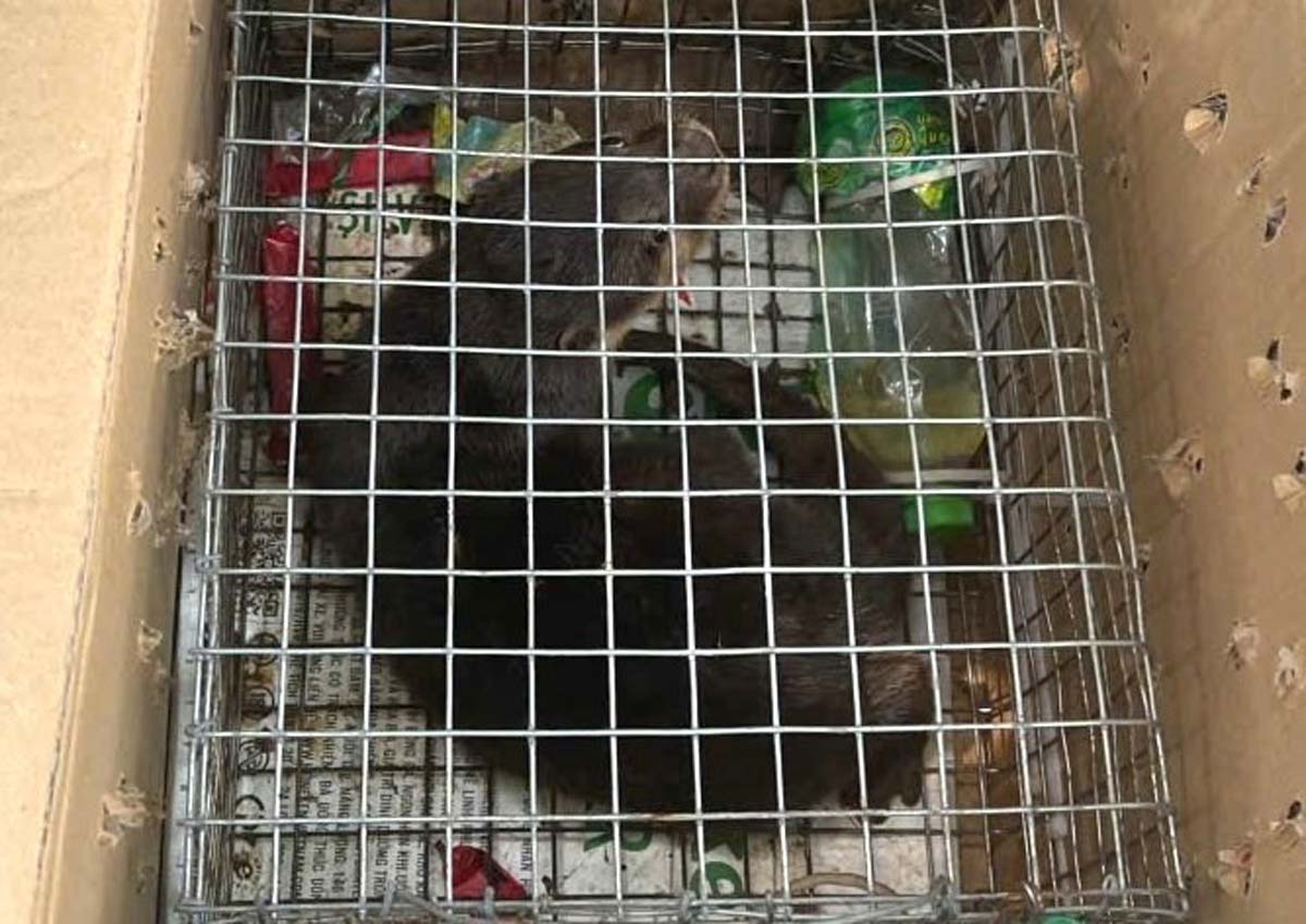 Cá thể rái cá vuốt bé. Ảnh: Công an tỉnh Ninh Bình