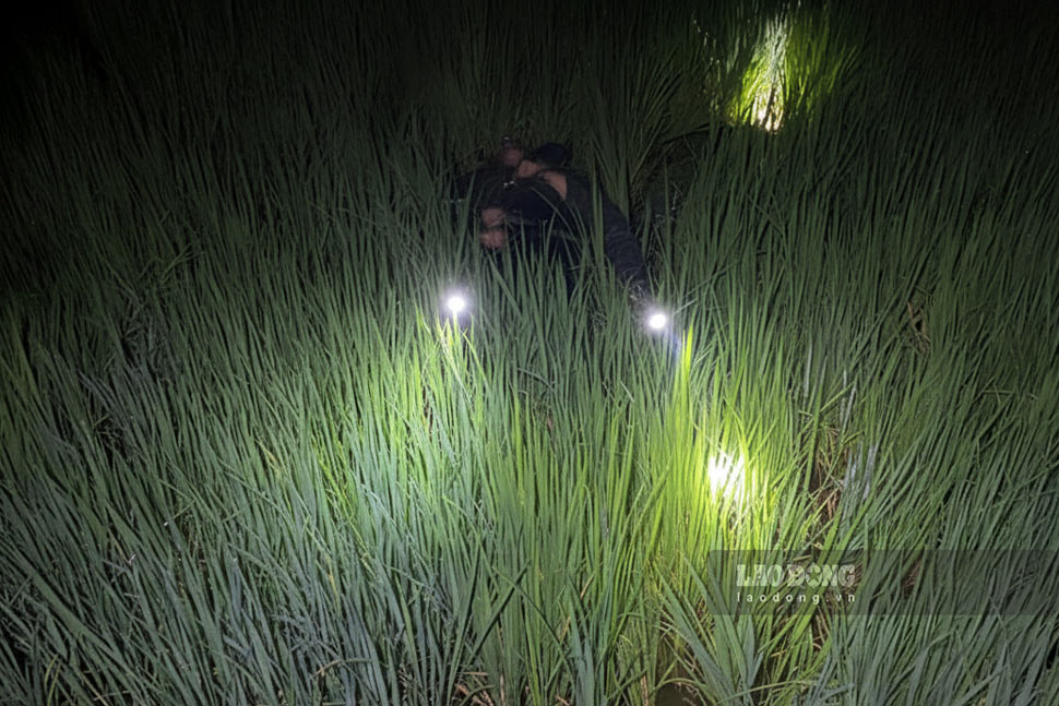 Ảnh minh họa vụ việc 2 người tử vong nghi do trúng điện bẫy chuột trên ruộng lúa ở xã Phù Mỹ Tây (Gia Lai). Ảnh: AI