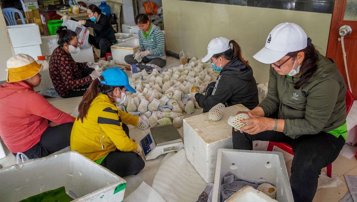 Can Tho市の主要な果物の1つである乳母は、要求の厳しい市場に次々と輸出されています。写真:Phuong Anh