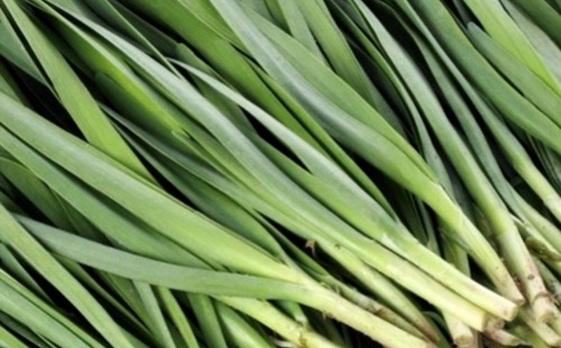 Chives and young flowers of chives contain many vitamins A, C, K, which have the effect of detoxifying the liver and nourishing the visceral gland. Photo: Nghia Ha.