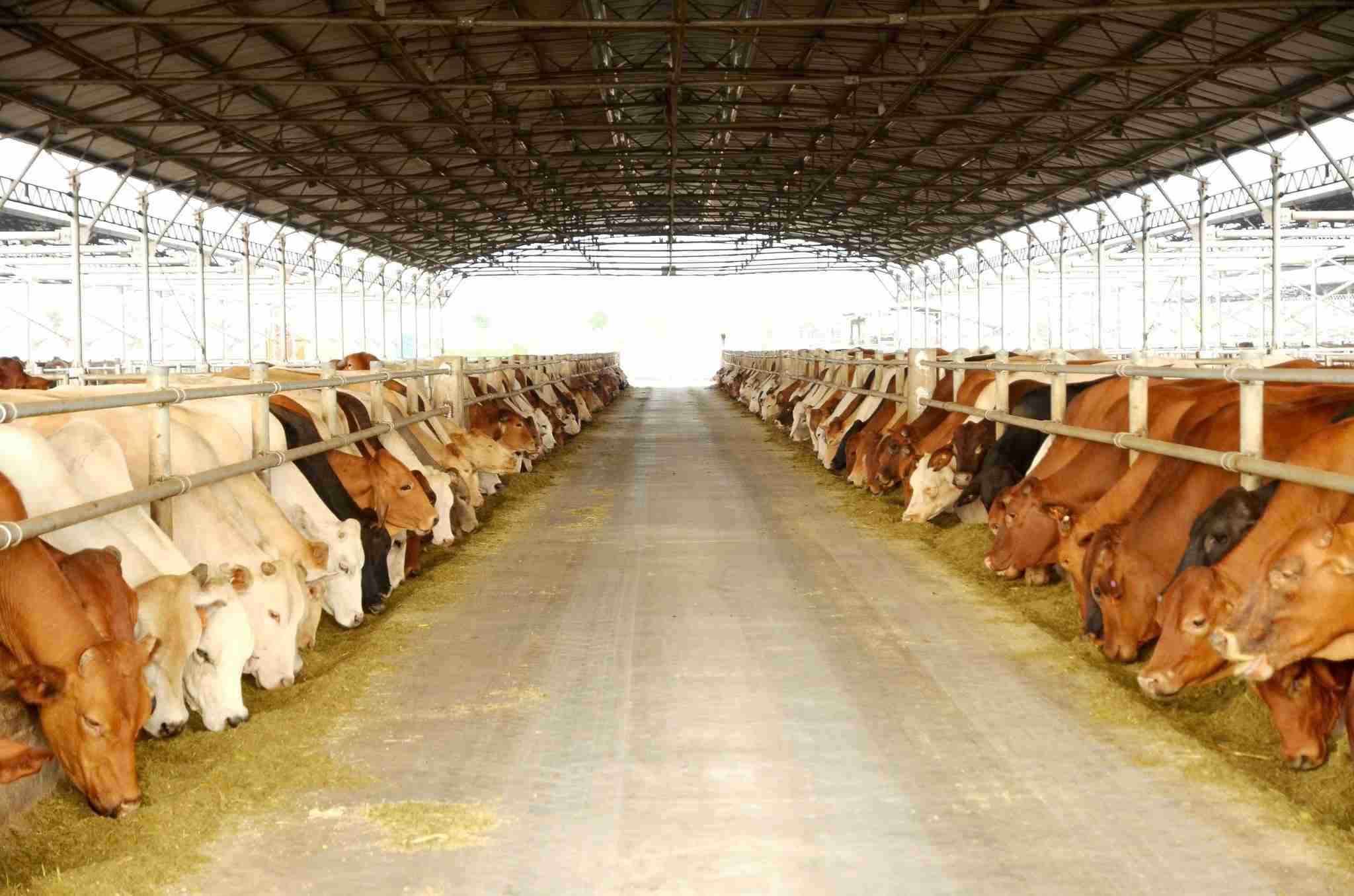 Hoa Phat mene la part de marche des vaches australiennes au Vietnam. Photo: Hoa Phat