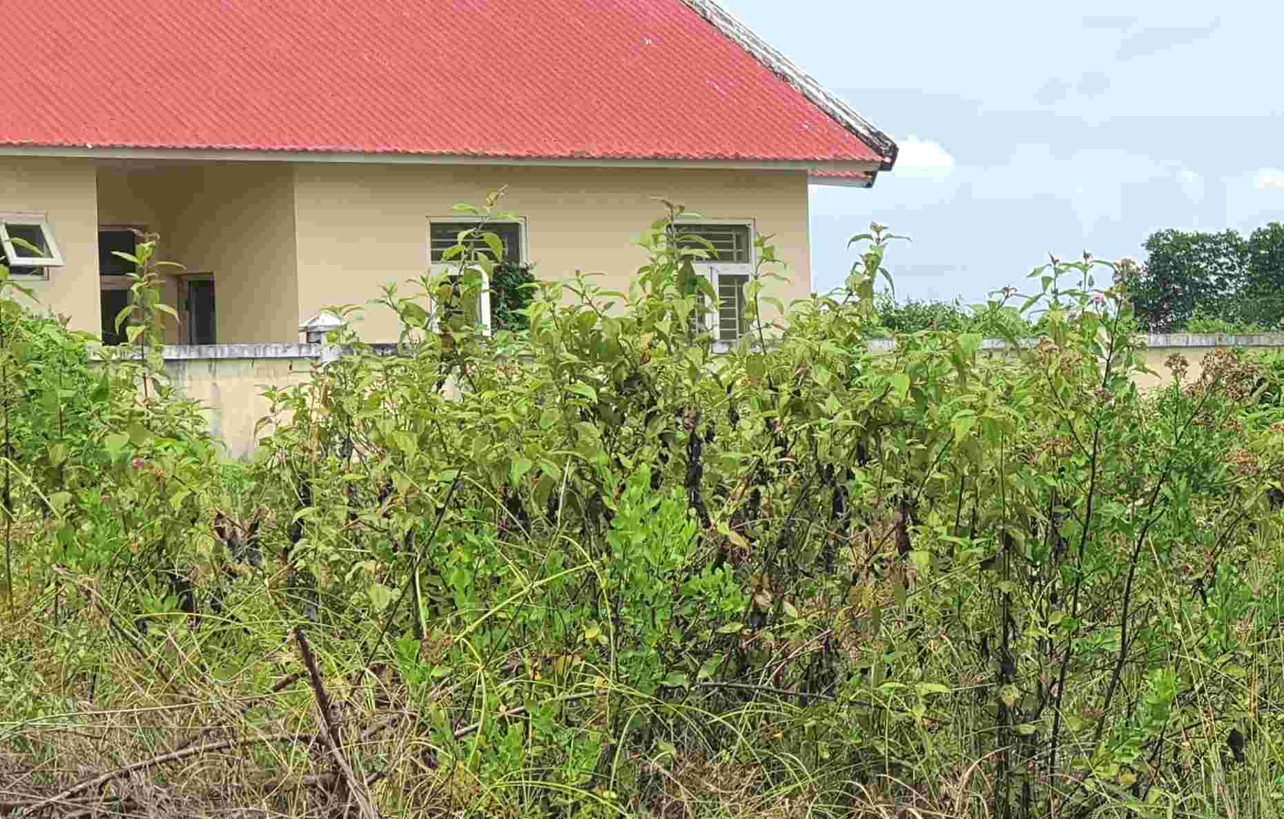 Co dai moc nhieu noi trong khuon vien truong, khong anh huong den ket cau cua khoi nha. Anh: Nhat Ho 
