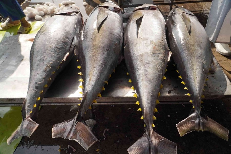 Les exportations de thon vietnamien vers les Etats-Unis ont diminue de 2 3 % par rapport a la meme periode de l'annee derniere. Photo : Huu Long