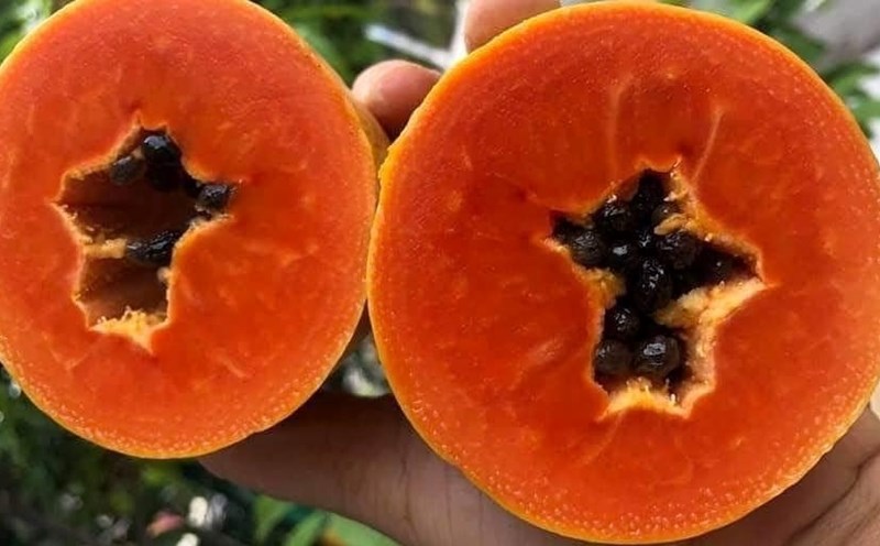 People with kidney stones should limit eating ripe papaya. Photo: Thu Thuy