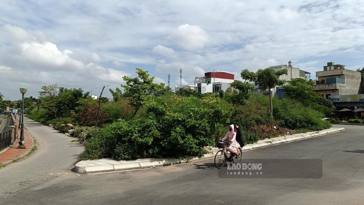 Co moc um tum, cao qua dau nguoi o vuon hoa giap duong Le Quang Dao. Ảnh: Mai Dung