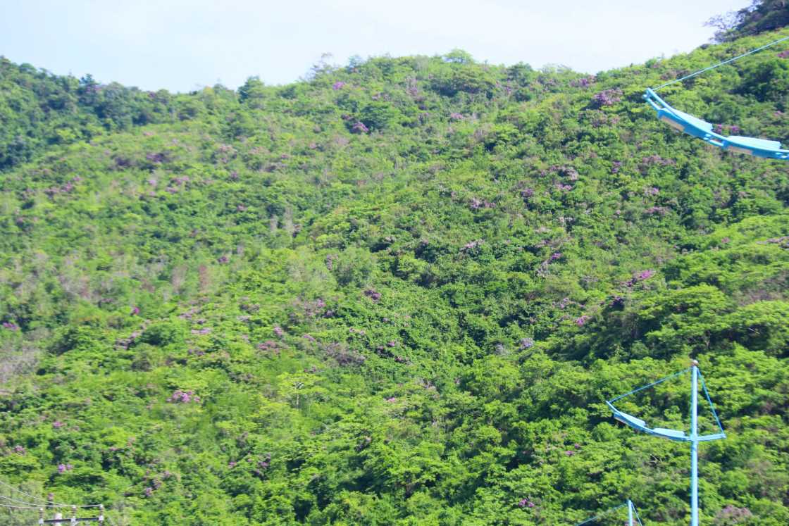 Mot goc nui tren duong Pham Van Dong doi dien voi khu vuc nha hat Do diem to mau hoa bang lang nui. Anh: Phuong Linh