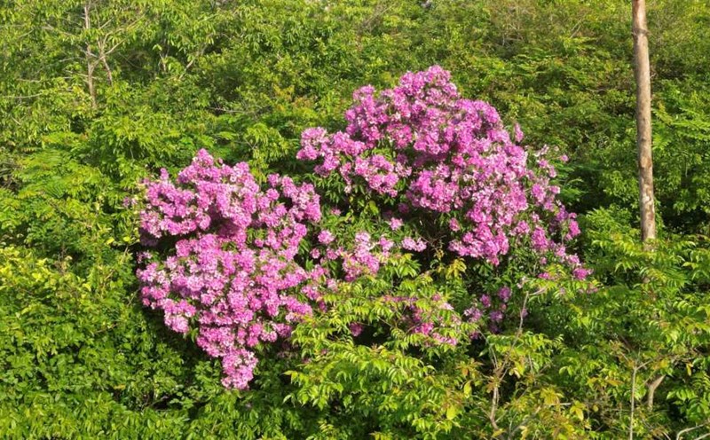 Lentil flowers bloom on the mountain ranges along Pham Van Dong Street, Bac Nha Trang Ward, Khanh Hoa. Photo: Mai Cuc