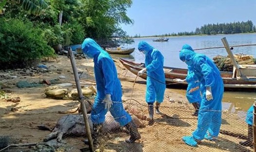 Lực lượng chức năng ở Quảng Ngãi thu gom, tiêu hủy lợn bị dịch tả lợn châu Phi. Ảnh: UBND xã Tịnh Khê