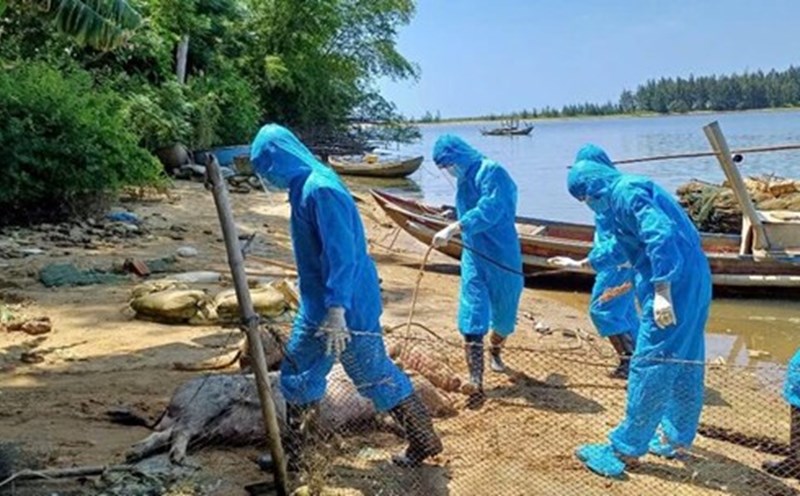 Authorities in Quang Ngai collect and destroy pigs affected by African swine fever. Photo: Tinh Khe Commune People's Committee