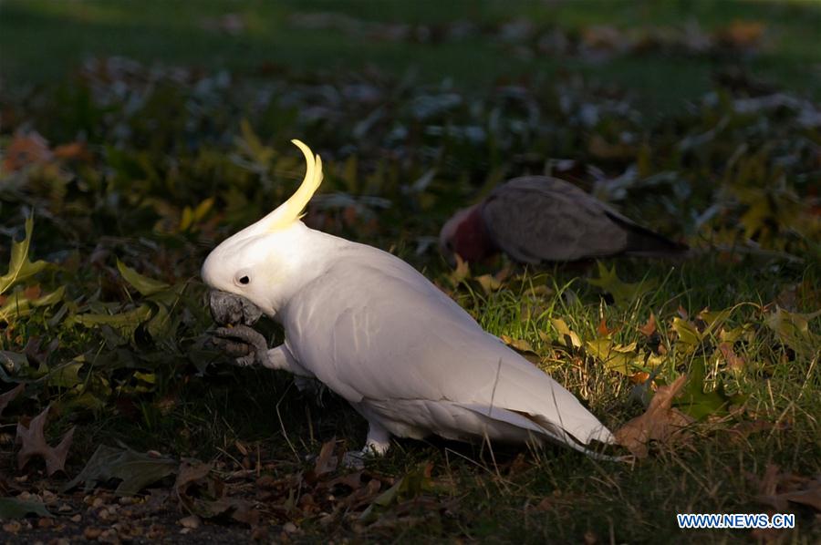 2017년 4월 17일 호주 캔버라의 황금 볏 앵무새. 사진: 신화통신