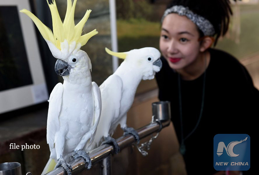 Hai con vet mao vang tai Con Minh, thu phu tinh Van Nam, tay nam Trung Quoc, ngay 20.10.2015. Anh: Xinhua