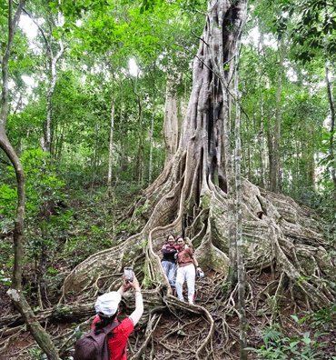 Kon Ka Kinh国立公園の6つの遺産樹の1つ。写真:Hoang Ngoc