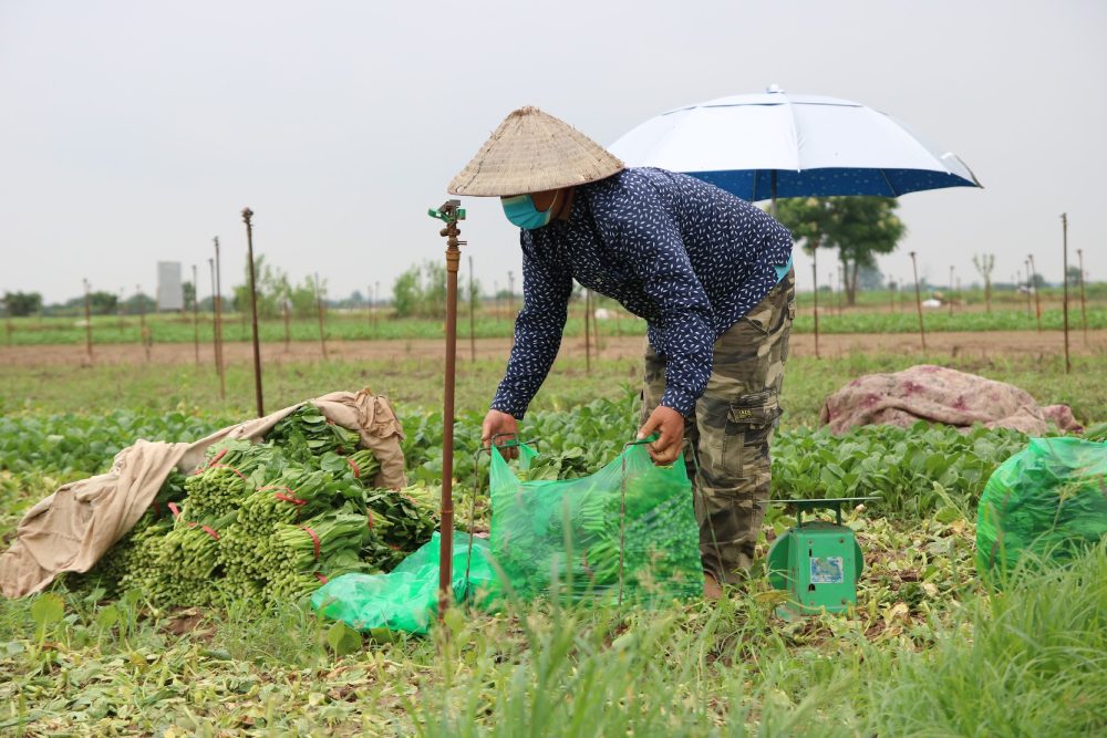 The Ministry of Agriculture and Environment is urgently completing the Draft Decree regulating national multidimensional poverty standards for the period 2026 - 2030. Photo: Anh Vu