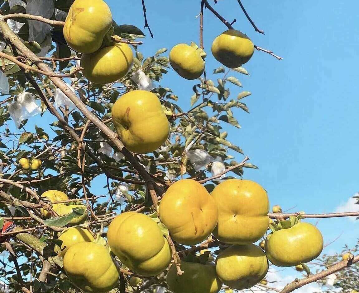 サクサクしたピンクの熟したのは、Moc Chau Plateauで収穫されています。写真：Thu Hang