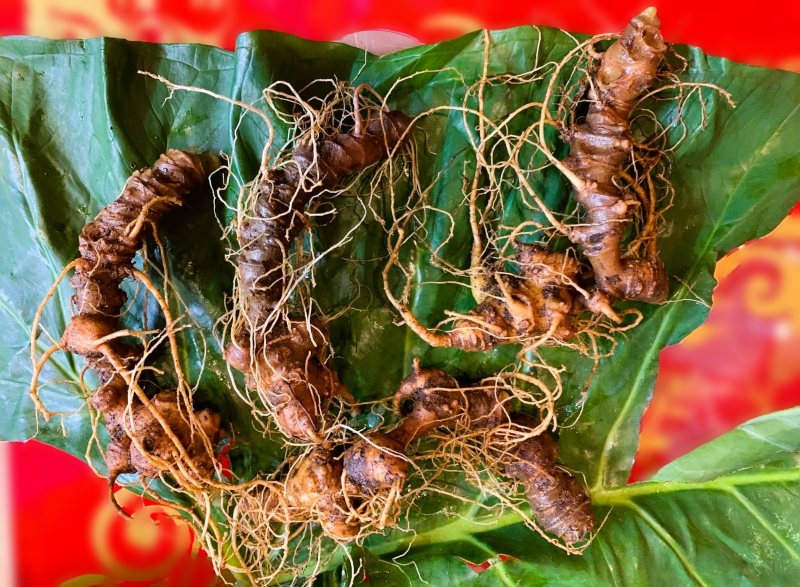 Da Nang fines Triet Minh Company Limited (specializing in processing Ngoc Linh ginseng) for environmental violations. Photo: Truong An