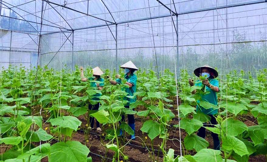 Công nhân Hợp tác xã Nông nghiệp Công nghệ cao Si Pa Phìn chủ động trồng rau xanh từ nhiều tháng trước để cung cấp cho các nhà trường phục vụ bữa ăn bán trú của học sinh. Ảnh: HTX Si Pa Phìn