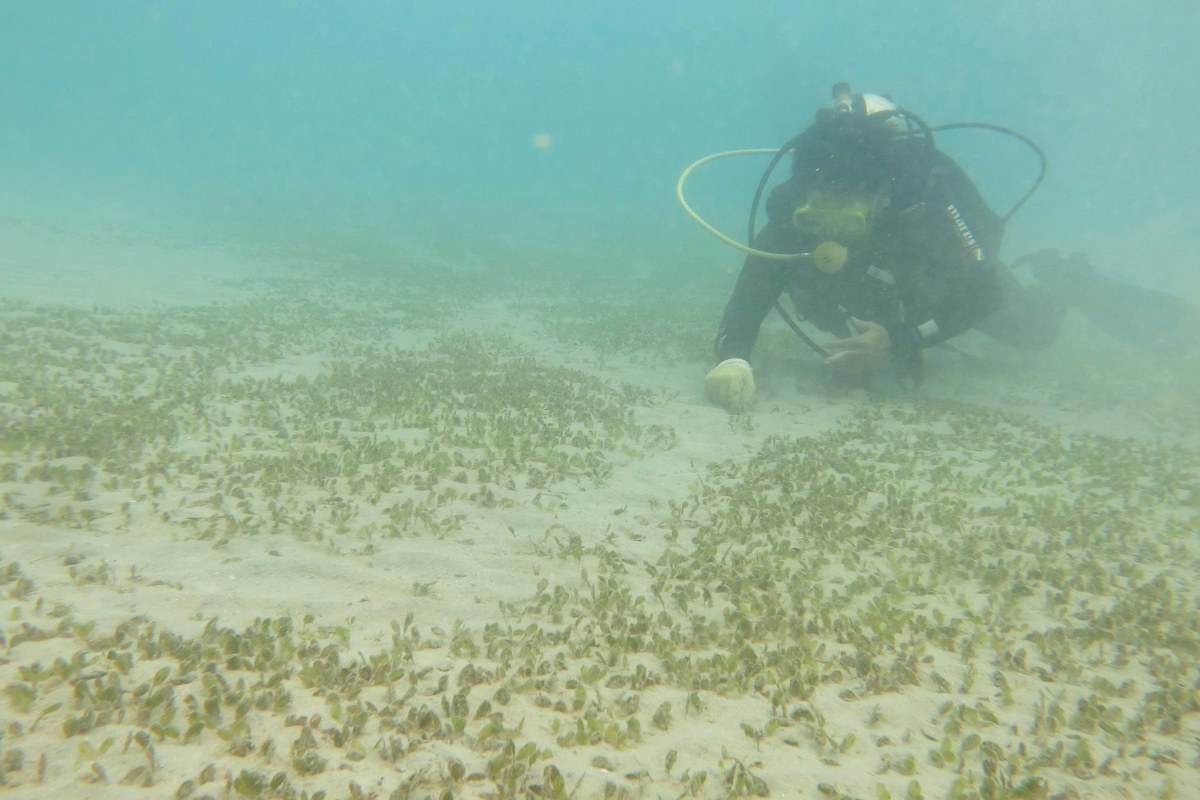 Con Daoでの海洋芝生の再生と開発。写真:VQG CD