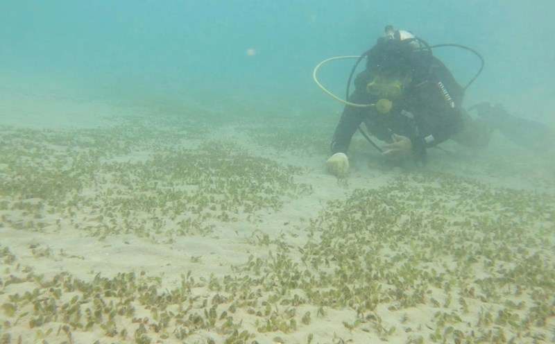 Recreating and developing marine grass in Con Dao. Photo: VQG Trade Union