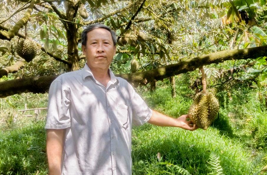 Nong dan Nguyen Hoang Anh ben vuon sau rieng cho thu nhap hang ti dong moi nam. Anh: Phuong Anh
