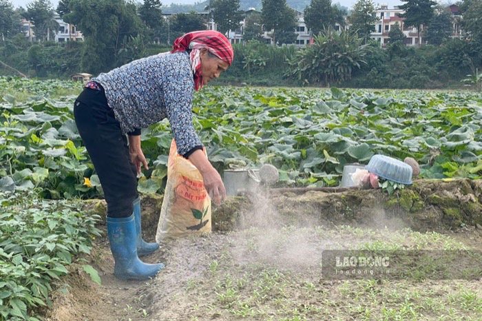 라오까이 주민들의 채소 재배 모델. 사진: Dinh Dai.