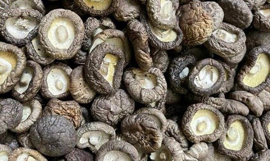 Người huyết áp cao nên ăn nấm hương thường xuyên. Ảnh: Kiều Vũ.
