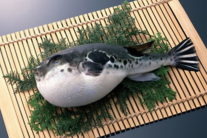 Image of toad fish. Photo: BVCC