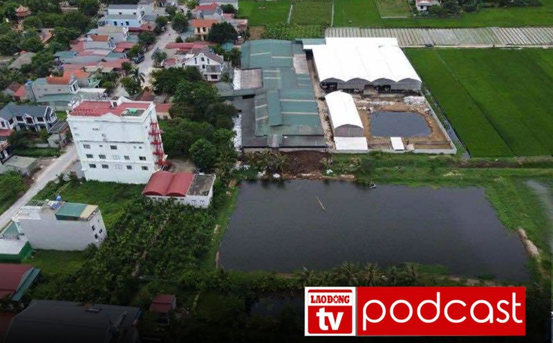 Morning news 20.9: Owner of illegally built cow farm fined 4 million VND