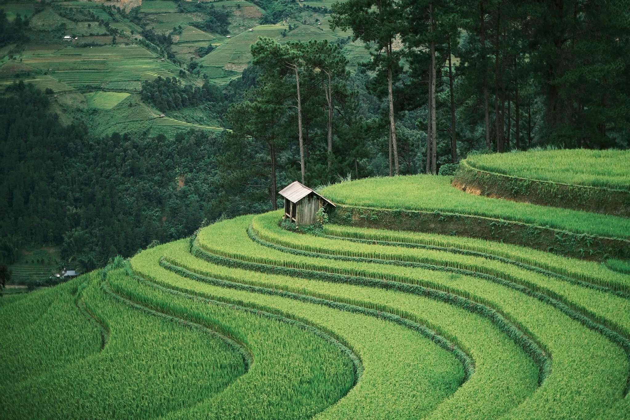 Tham khao thong tin va biet mua lua Tay Bac keo dai tu cuoi thang 8 toi dau thang 10, Dat chia se da danh 3 ngay 2 dem giua thang 9 de ra mien Bac don mua thu, kham pha cac dia diem dep nhat o Mu Cang Chai.