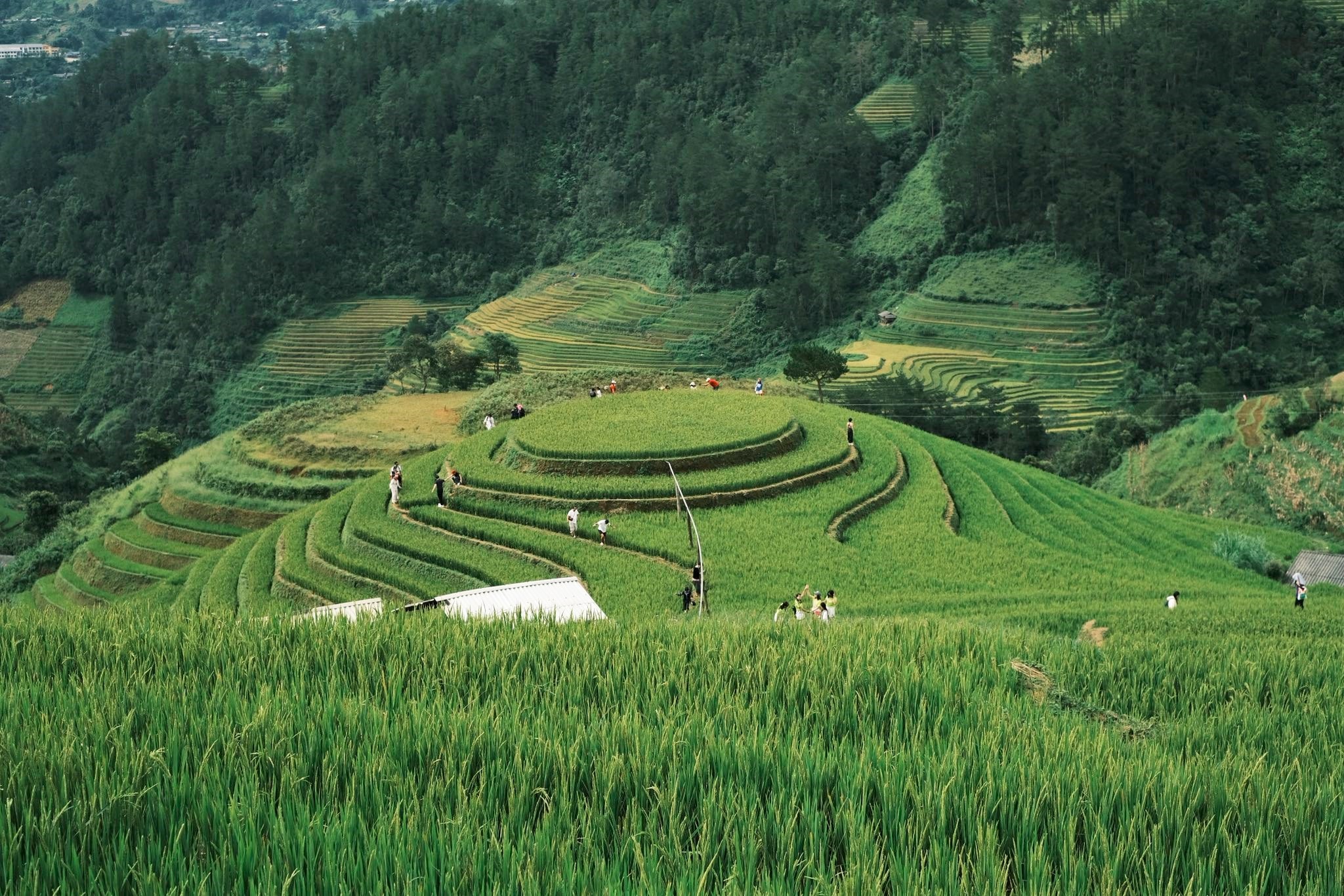 Doi Mam Xoi cach doi Mong Ngua khong xa, thu hut du khach ai to Mu Cang Chai cung phai toi mot lan.