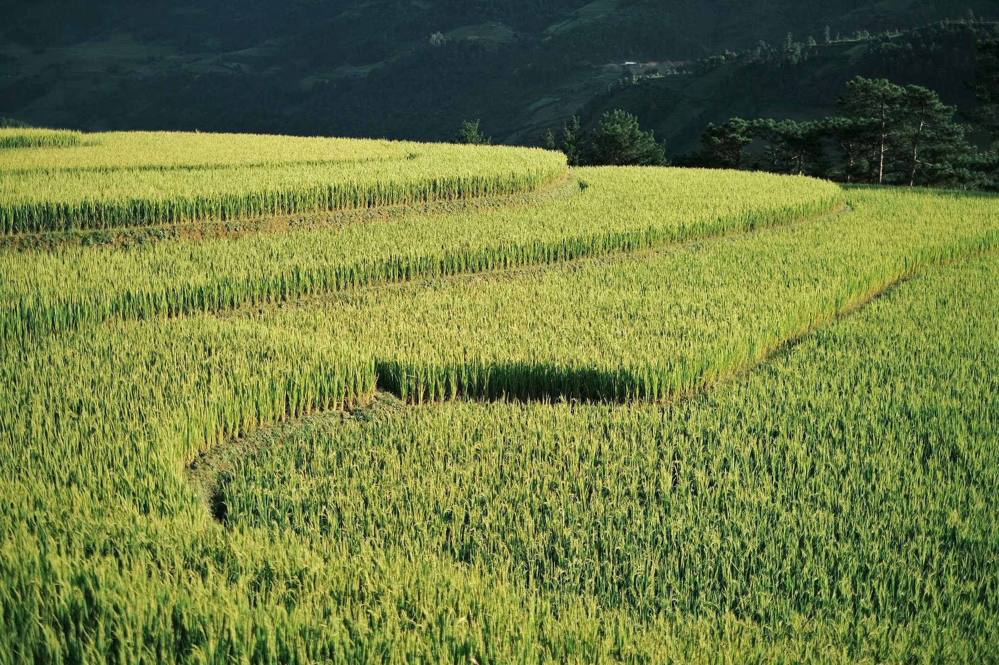 Ruong bac thang moi dia diem co vi tri do cao khac nhau, tuy thoi tiet ma thoi diem lua chin cung co chenh lech. Hau het ruong bac thang o Mu Cang Chai se chin vao nua cuoi thang 9 toi dau thang 10. Thoi tiet Tay Bac luc nay da vao thu, troi se lanh ve toi va sang som, co the co mua, du khach nen kiem tra du bao va chuan bi quan ao phu hop.