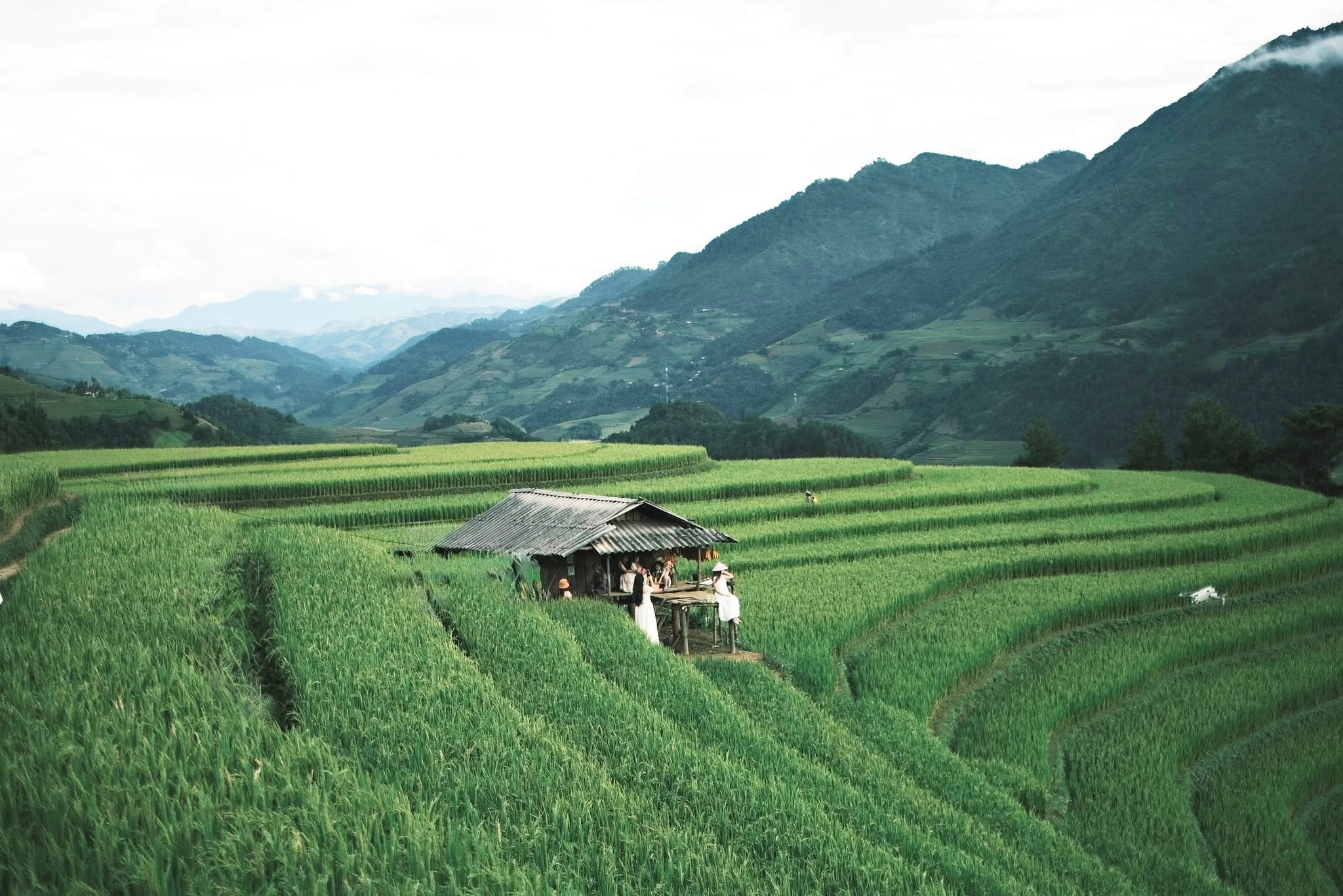 Du khach chup anh ben choi canh lua cua dan ban, bao quanh la mau xanh muot mat va nhung thua ruong lua dang tro hat chin dan.
