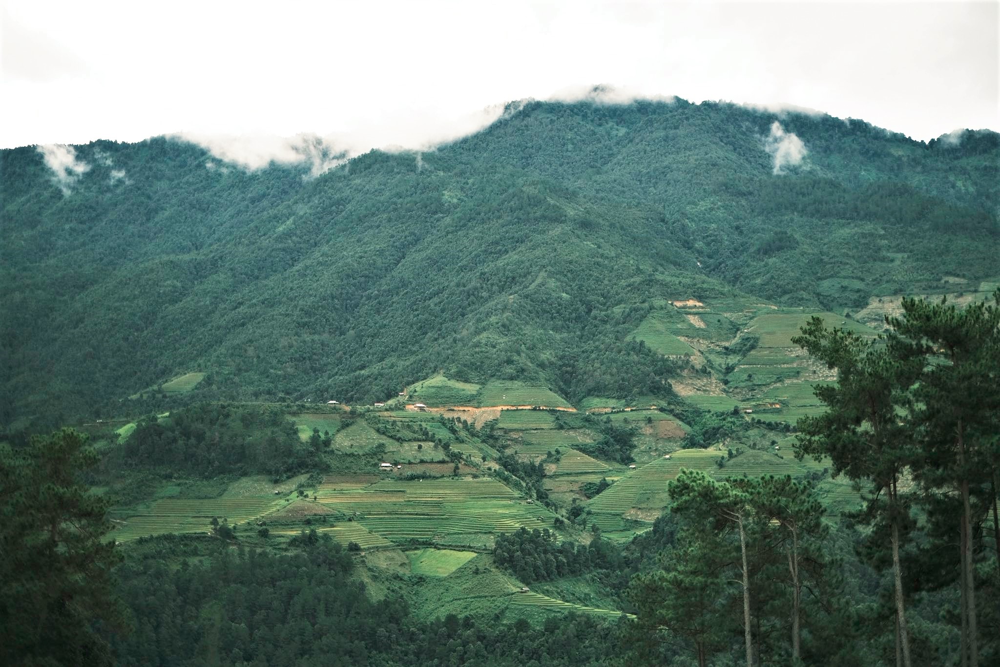 Nui rung trung diep, xen lan rung cay la ruong bac thang tang tang lop lop xep ben trien doi trien nui. Mau xanh hoa quyen giua cay rung, cay lua va may troi.