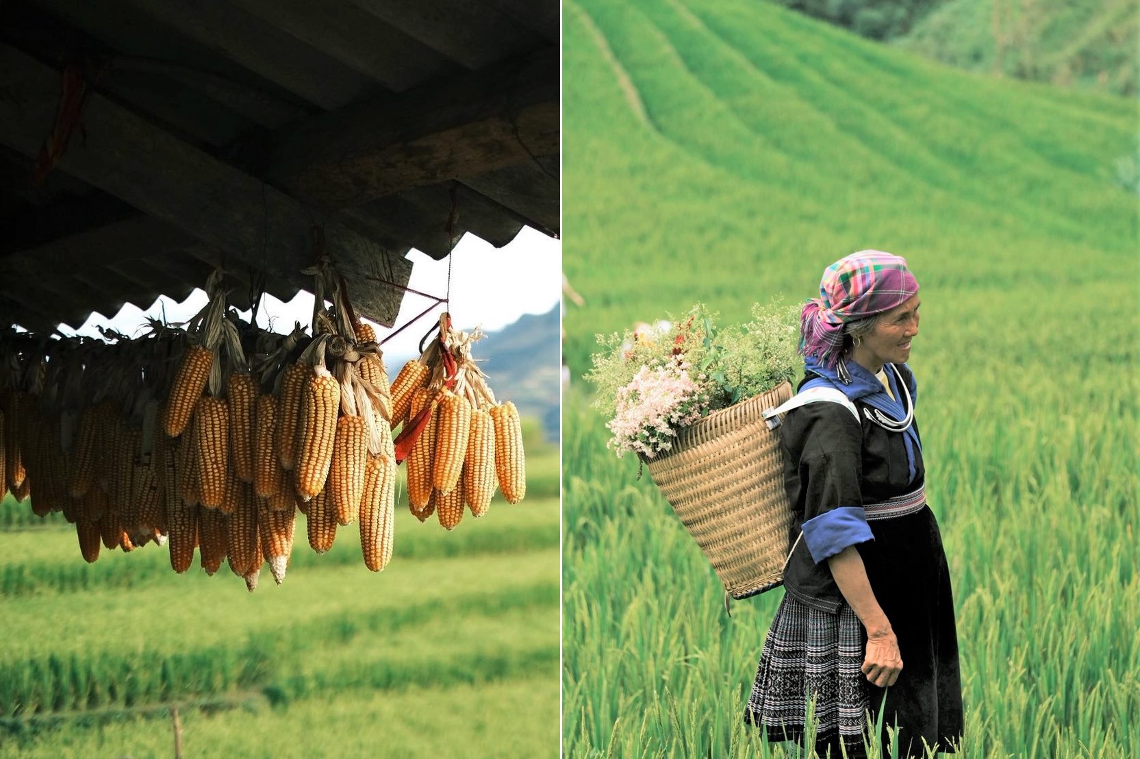 Nhung khoanh khac tho mong, dan da ma Dat chup lai sau chuyen di kham pha mua thu Tay Bac. Den Mu Cang Chai dung vao dau mua thu nen Dat an tuong voi khi hau mat me khong qua lanh, de chiu hon so voi cac diem Ta Xua, Moc Chau da tung di. Dong bao dan toc Thai, H'Mong o day than thien, giup khach co nhieu trai nghiem van hoa thu vi.