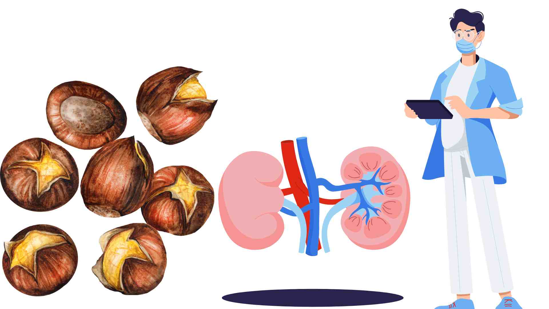 chestnuts are good for kidney function. Graphics: Ha May