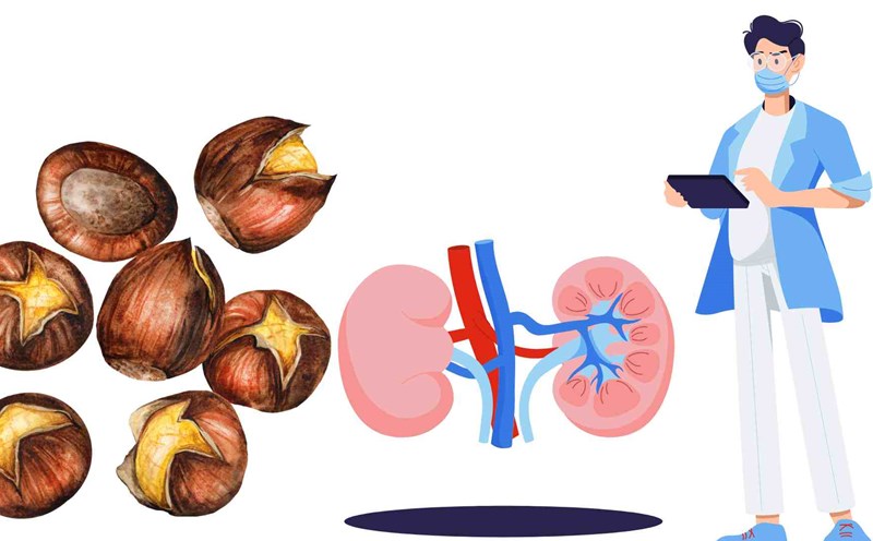 chestnuts are good for kidney function. Graphics: Ha May