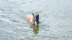 Nearly 60 people died from rabies in 9 months, stray dogs are still rampant in the park