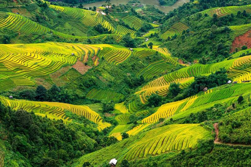 Ruong lua chin Xim Vang tao nen khung canh nen tho, hung vi. Anh: Nhat Minh