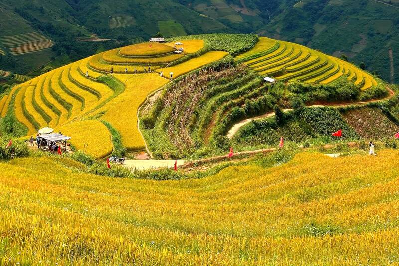 Lam Xoi hill, Xim Vang village, Xim Vang commune is one of the most beautiful places to see the high-altitude ripe rice in Son La. Photo: Truong Son