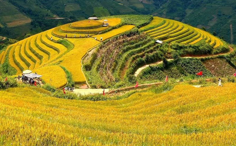 Lam Xoi hill, Xim Vang village, Xim Vang commune is one of the most beautiful places to see the high-altitude ripe rice in Son La. Photo: Truong Son
