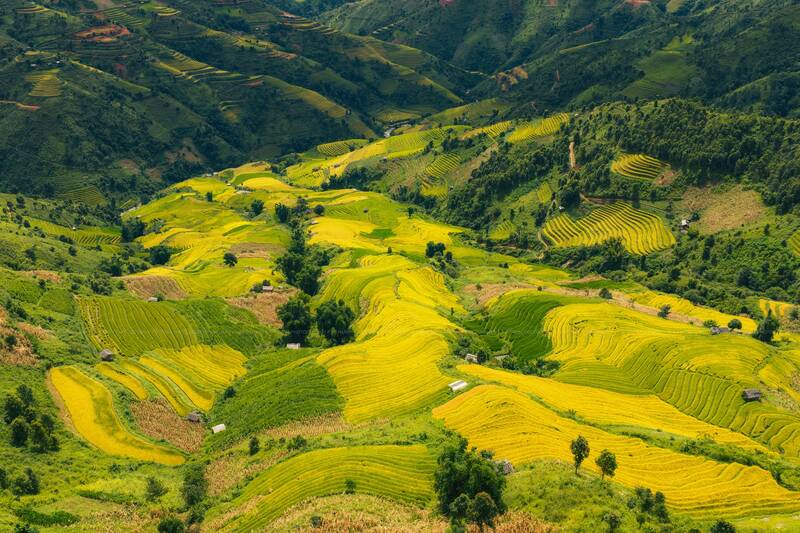 Lua ruong bac thang Xim Vang dep me hon du khach gan xa. Anh: Nhat Minh
