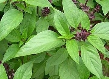 Basil is a vegetable that can support good sleep. Photo: Kieu Vu