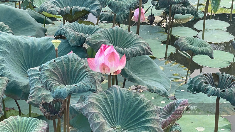 Nhung doa sen no ro giua dam nuoc trong cong vien. Anh: Dinh Dai