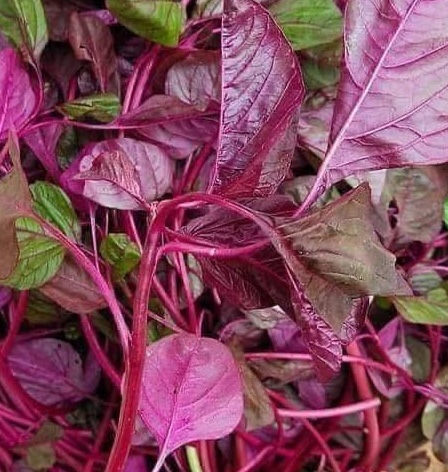 Supplement magnesium from amaranth to relax and improve sleep. Photo: Kieu Vu