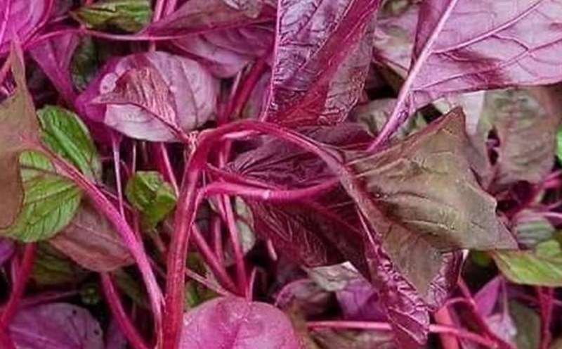Supplement magnesium from amaranth to relax and improve sleep. Photo: Kieu Vu